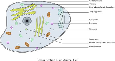 Cytosol vs Cytoplasm in a cell: Differences and Similarities - Jotscroll