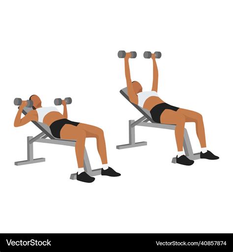 Woman doing incline dumbbell bench press exercise Vector Image