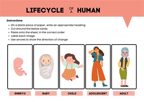 Human Life Cycle Worksheet Human Life Cycle Life – NBKomputer