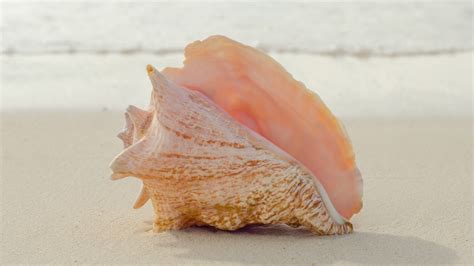 When Choosing Fresh Conch, It's All About The Color