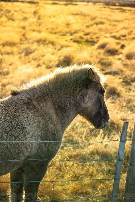 Icelandic horse live in farm 12663039 Stock Photo at Vecteezy