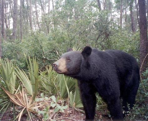 Florida Officials to Count Black Bear Population for First Time in 12 ...