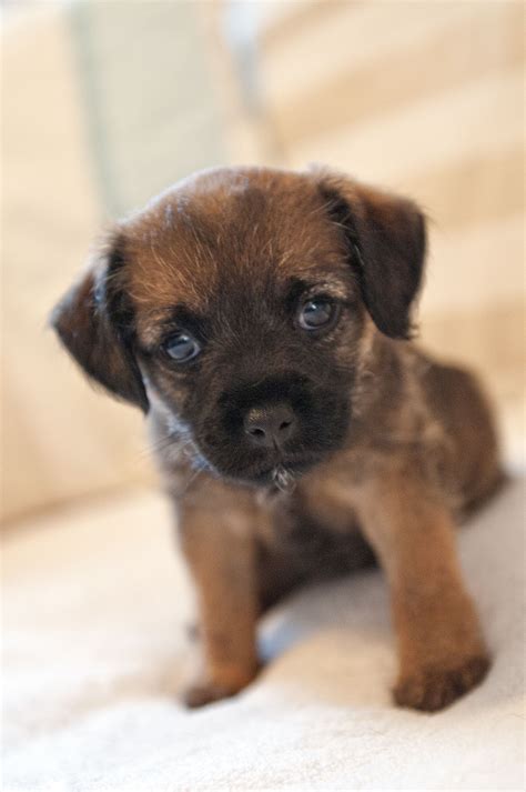 Pin by keyi 011 on so cute | Border terrier puppy, Patterdale terrier ...