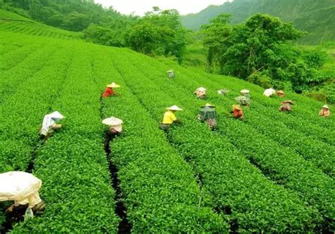 Himachal’s Kangra Tea gets Europe’s prestigious GI tag