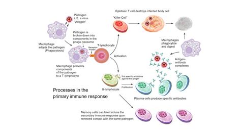 Understanding Immunological Memory