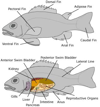 Fish Anatomy Basics - Tennessee Water Gardens