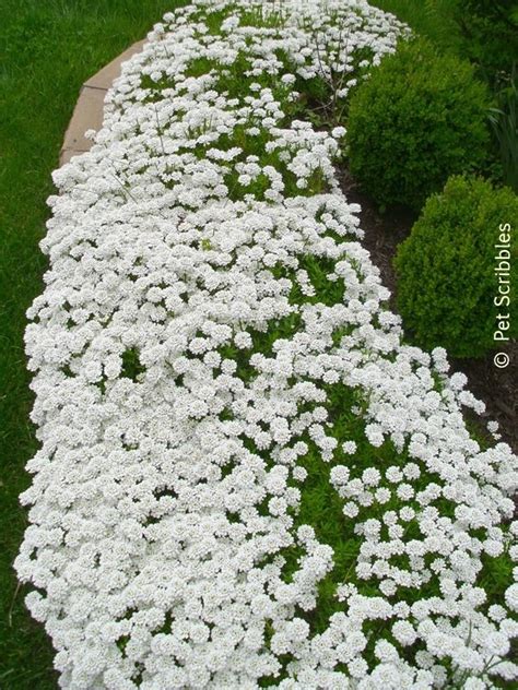 Candytuft: A garden must-have! - Live Creatively Inspired | Evergreen ...