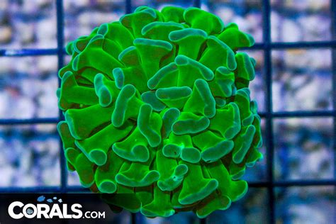 Branching Hammer Frag – Indonesia GREEN | Corals.com