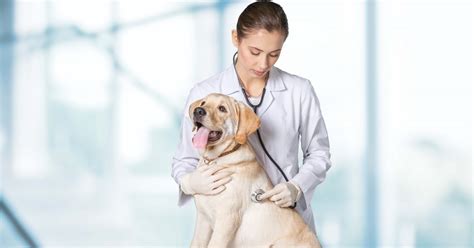 Pain Management For Your Dog - PetlifeAU™