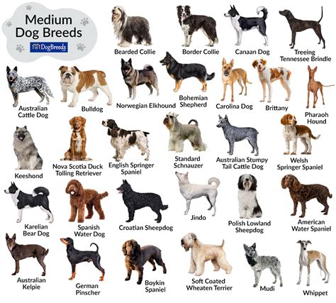 List of Medium-Sized Dog Breeds with Pictures | 101DogBreeds.com