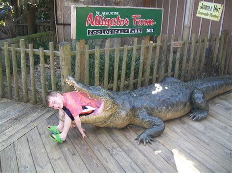 Gator Bait at the Gator Farm St. Augustine Alligator Farm