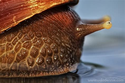 the eyes of a snail | Snail, Molluscs, Macro and micro