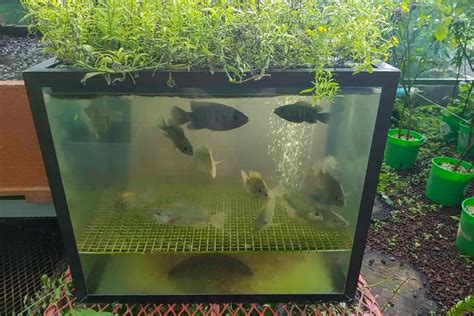 Can You Use Tilapia for Aquaponics? Yes, Here's Why - Gardenia Organic