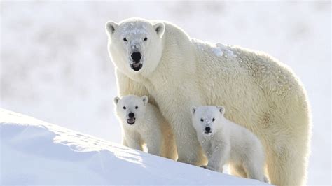 Polar bears will be gone by 2100 if greenhouse emissions are left ...