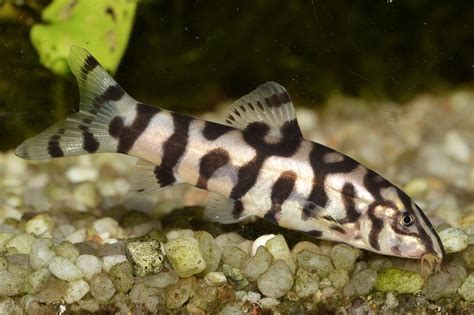 Top 10 Loaches for Freshwater Tanks That You Have to Try – Aquarium Co-Op