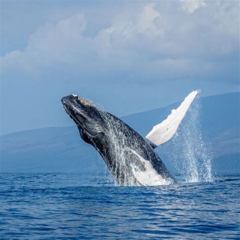 Best Time For Whale Watching In Maui (2024)