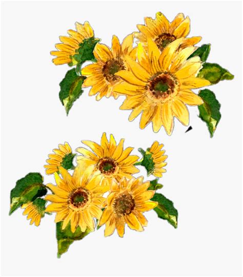 Transparent Rustic Flowers Clipart - Watercolor Sunflower Border Png ...