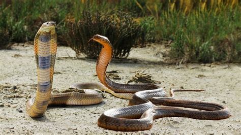 King Cobra VS King Cobra Real Fight To Death | Snake Attack Snake ...