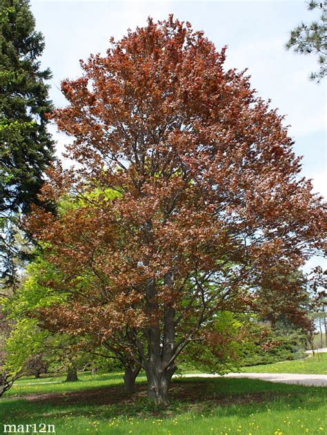 Copper Beech Tree - North American Insects & Spiders