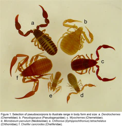 Explainer: what is a pseudoscorpion?