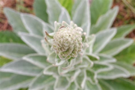 About mullein leaves | General center | SteadyHealth.com