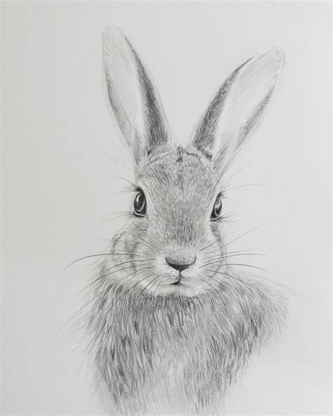 Draw a rabbit with pencils - Sabrina Hassler - Illustration & Drawing Blog