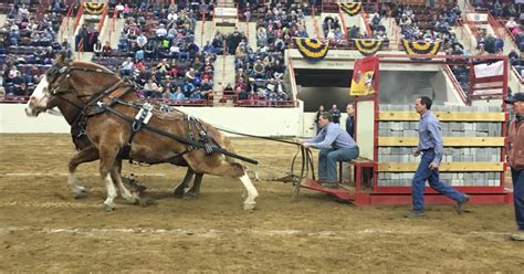 Brothers pull in top honors at Farm Show's draft horse pulling contest