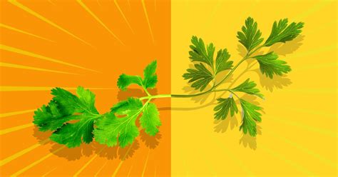 Parsley vs Cilantro: Taste, Nutrition, and Culinary Uses