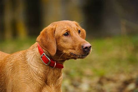 Fox red Labrador retriever: Dog breed characteristics, pictures, care tips