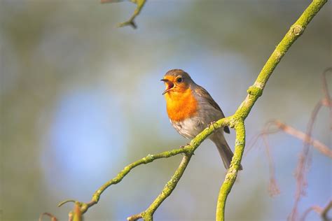 Small Bird To Sing Robin - Free photo on Pixabay - Pixabay