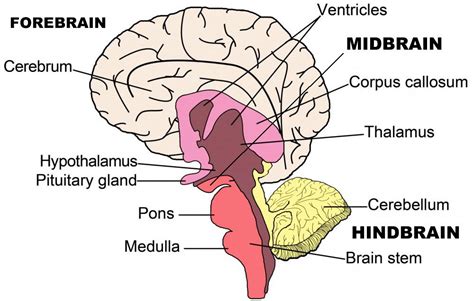 Brain Stem Diagram Labeled