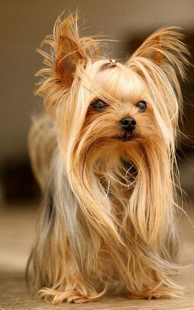 50 Damn Cute Yorkie Haircuts For Your Puppy – HairstyleCamp