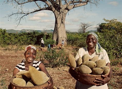 Baobab Fruit Supplier Launches Two New Product Innovations for ...