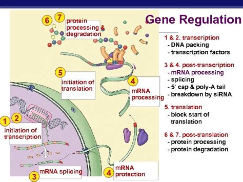 Gene Control Eukaryotes vs Prokaryotes AP Biology