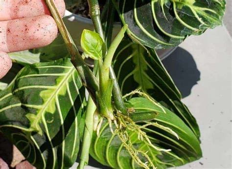 How To Propagate Prayer Plant: 4 Methods To Do It Successfully | Plants ...