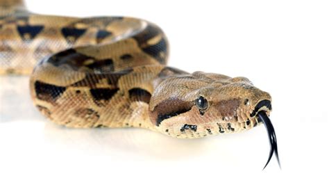 warringtonpetsandexotics.com - reptiles, snakes, rabbits, lizards ...