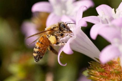 The Worker Bee and Why the Hive Needs Them - Minneopa Orchards