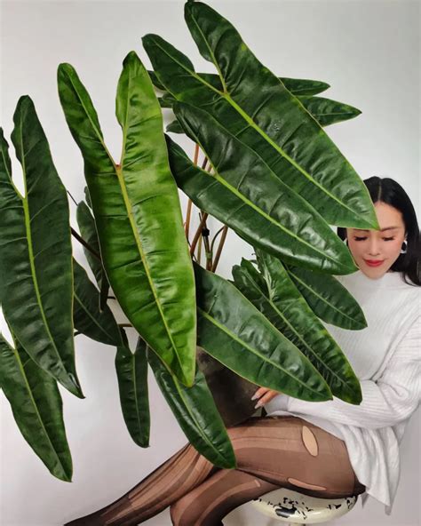 Philodendron Billietiae Care: The Ultimate Guide