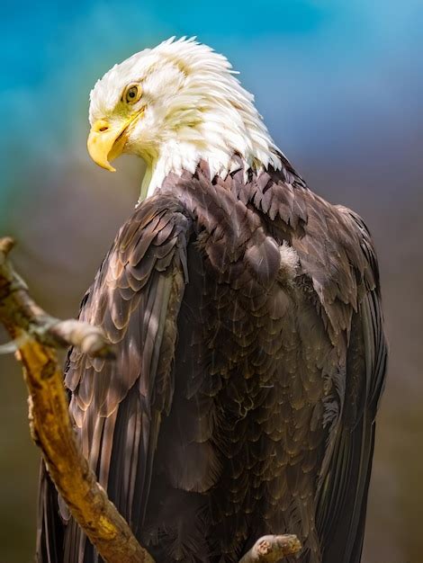 Premium Photo | American bald eagle sitting on a branch