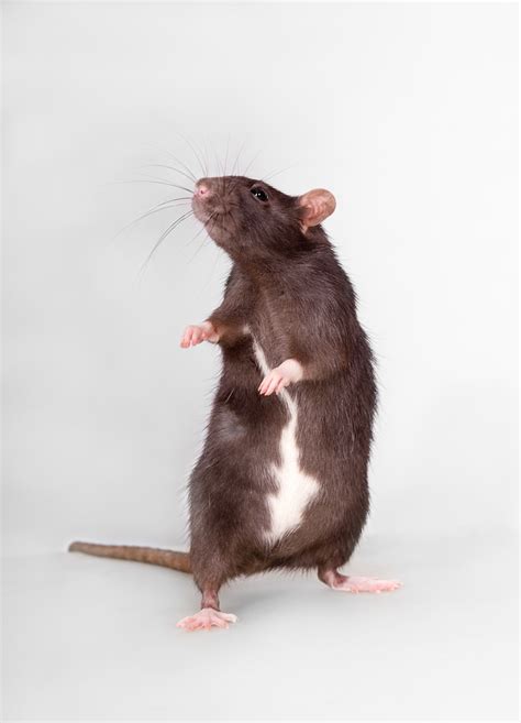 How Big Can A Rat Get