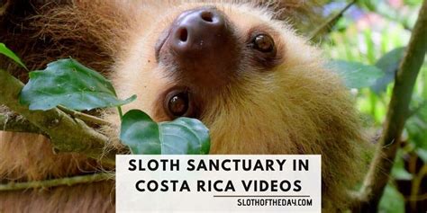 Sloth Sanctuary In Costa Rica Videos Cute Sloth Babies