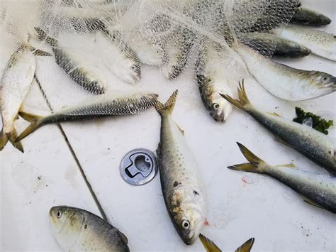 After Population Decline, Menhaden Return To Predators' Menus ...