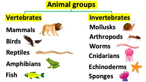 Animal groups | Vertebrates & invertebrates - YouTube