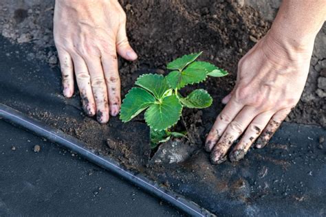 How Long Does it Take to Grow Strawberries? – Humboldts Secret Supplies