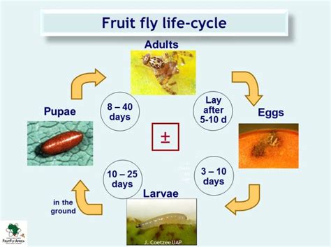 Fruit Fly Life Cycle