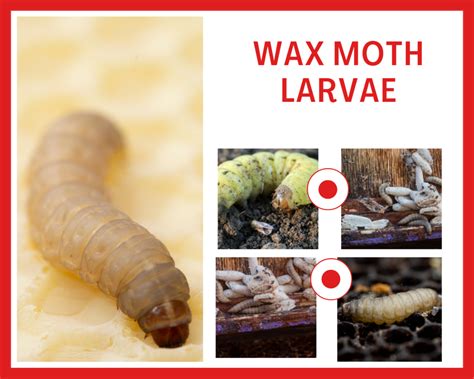 Wax Moth Larvae