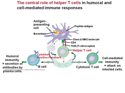 Helper T Cells: Respond to Nearly All Antigens