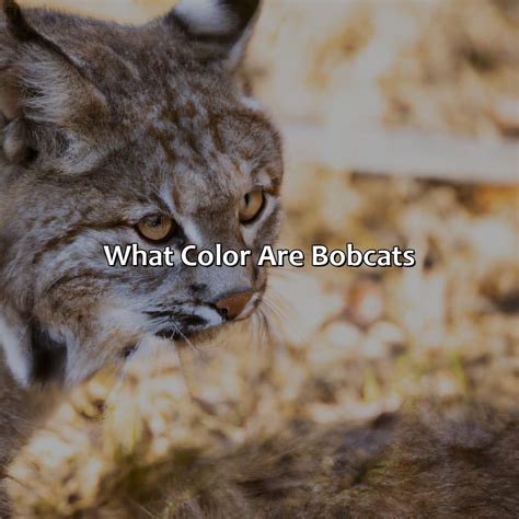 What Color Are Bobcats - colorscombo.com