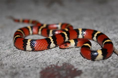 Scarlet Kingsnake – Florida Snake ID Guide