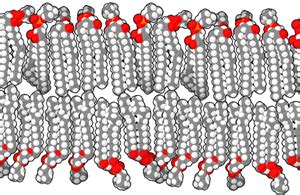 Lipid Bilayer - Definition, Function and Structure | Biology Dictionary